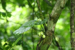 Diploclisia glaucescens